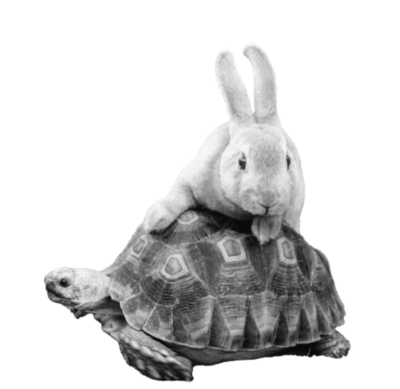 Die Zahl drei und ein Hase, der auf eine Schildkröte klettert. 