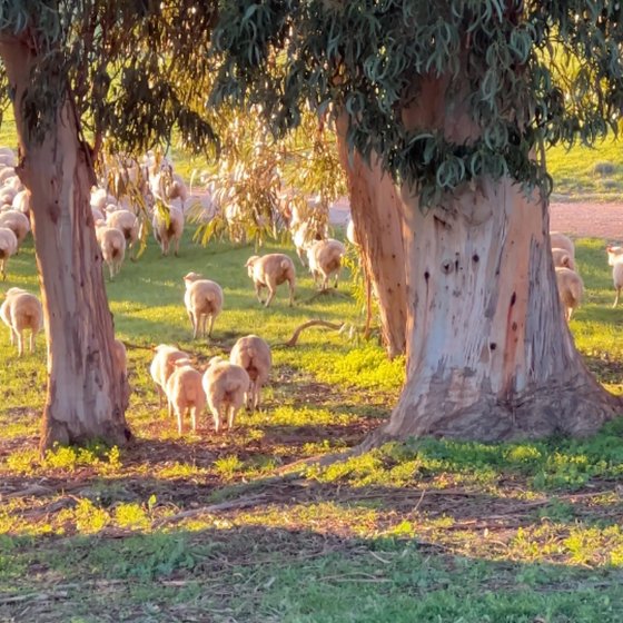 Herde Schafe auf einer Wiese