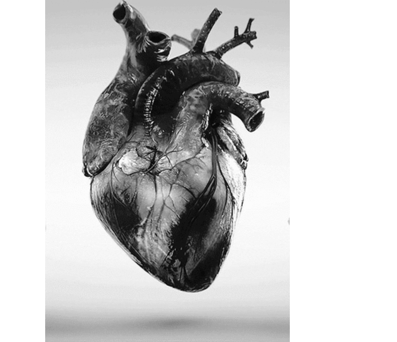 A human heart in a black-and-white depiction