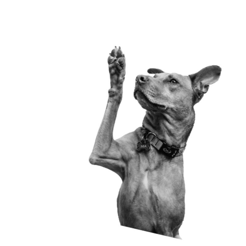 Diabetes-Kommunikation: Content is King. Hund